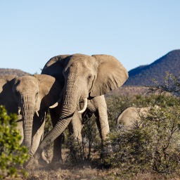Elephants: A Regenerator